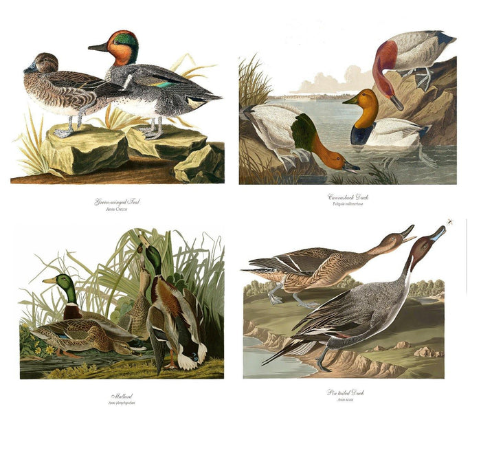 Audubon Matching Set of 4 Duck Prints