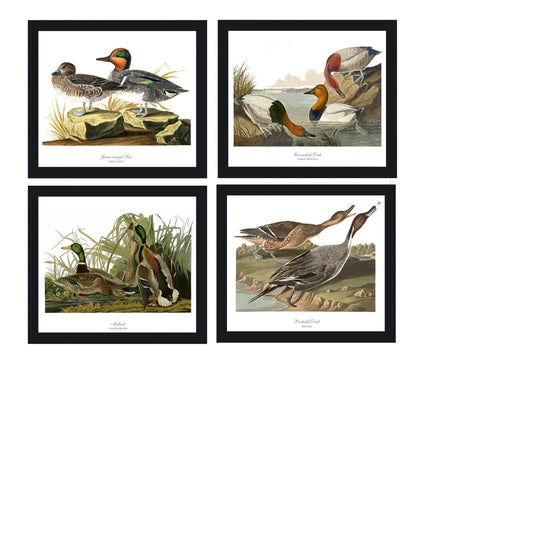 Audubon Ducks.  Vintage Wall Art Bird Prints