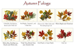 Autumn Leaf Foliage Note cards