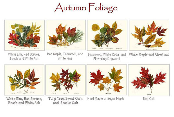 Autumn Foliage Notecards