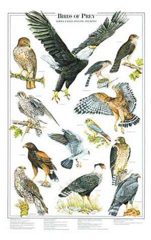 Birds of  Prey Species Poster Identification 