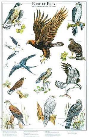 Birds of Prey Species Poster Identification Chart