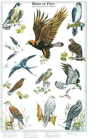 Birds of  Prey Species Poster Identification Chart