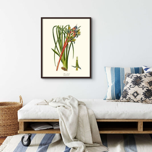 Bromeliad | Flower/Floral Art Print
