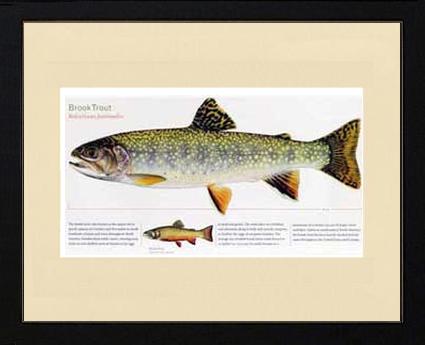 Brook Trout | Matted Tomelleri Trout Fish Print