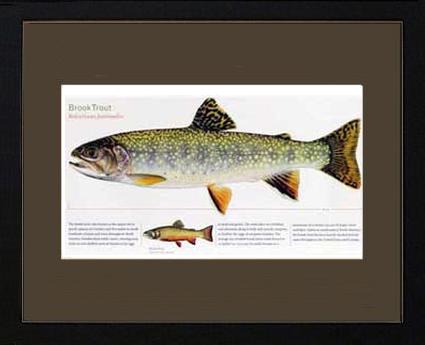 Brook Trout | Matted Tomelleri Trout Fish Print
