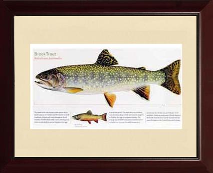 Brook Trout | Matted Tomelleri Trout Fish Print