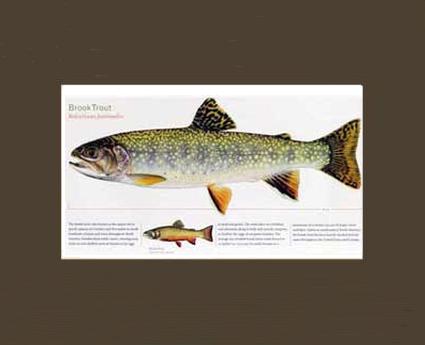 Brook Trout | Matted Tomelleri Trout Fish Print