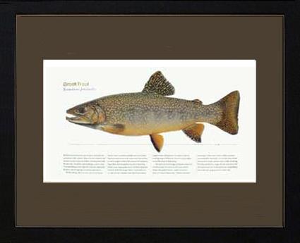 Brook Trout | Matted Tomelleri Trout Fish Print