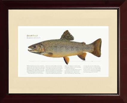 Brook Trout | Matted Tomelleri Trout Fish Print