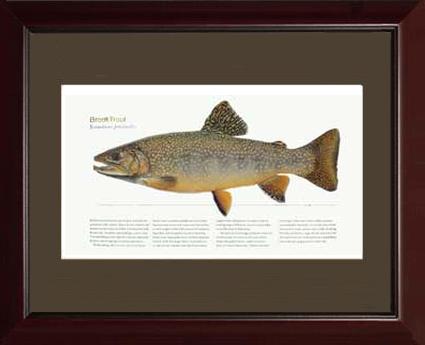 Brook Trout | Matted Tomelleri Trout Fish Print
