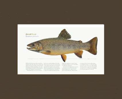 Brook Trout | Matted Tomelleri Trout Fish Print