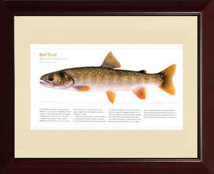 Bull Trout | Matted Tomelleri Trout Fish Print