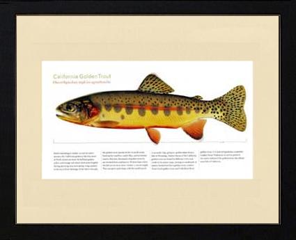 California Golden Trout | Matted Tomelleri Trout Fish Print