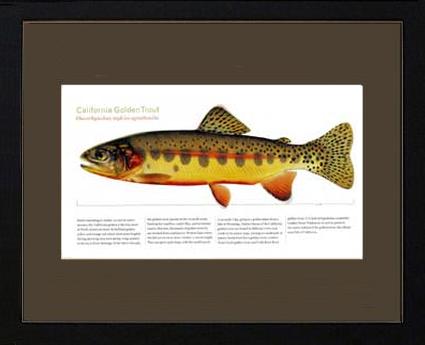 California Golden Trout | Matted Tomelleri Trout Fish Print