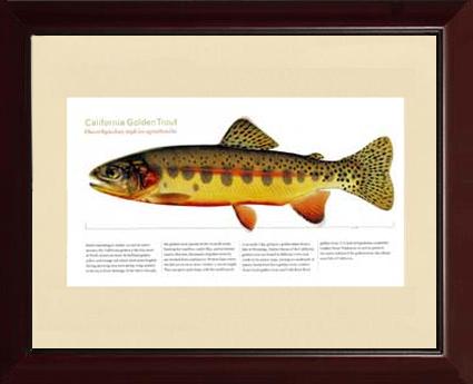 California Golden Trout | Matted Tomelleri Trout Fish Print