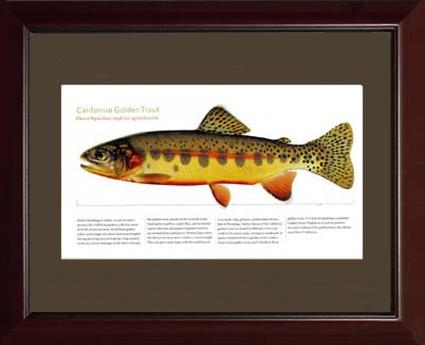 California Golden Trout | Matted Tomelleri Trout Fish Print