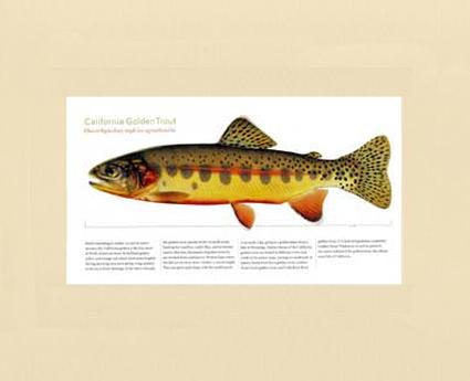 California Golden Trout