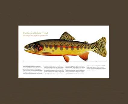 California Golden Trout | Matted Tomelleri Trout Fish Print