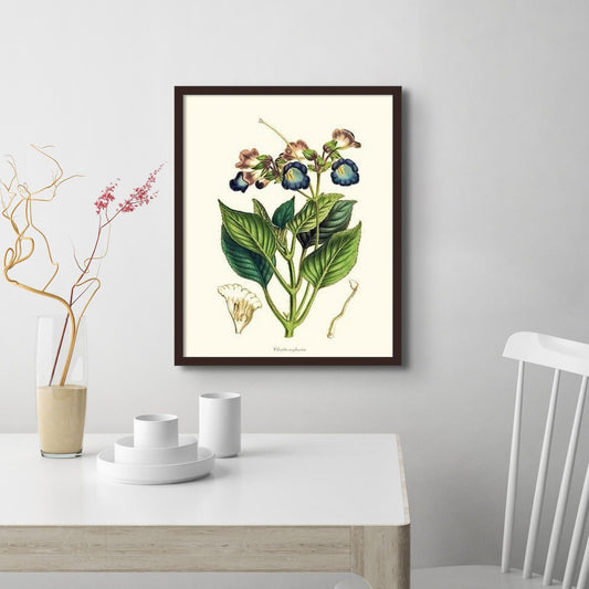 Chirita | Flower/Floral Art Print