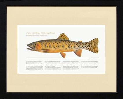 Colorado River Cutthroat Trout | Matted Tomelleri Trout Fish Print