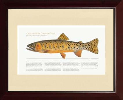 Colorado River Cutthroat Trout | Matted Tomelleri Trout Fish Print