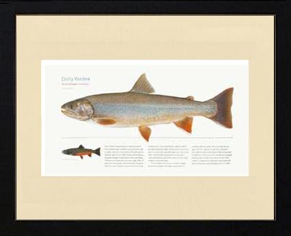 Dolly Varden - Ocean stage | Matted Tomelleri Trout Fish Print