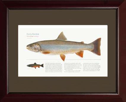 Dolly Varden - Ocean stage | Matted Tomelleri Trout Fish Print