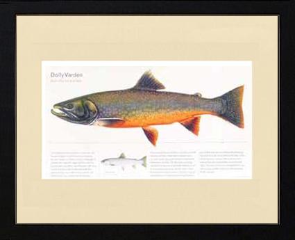 Dolly Varden | Matted Tomelleri Trout Fish Print