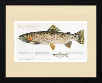 Eagle Lake Rainbow Trout | Matted Tomelleri Trout Fish Print