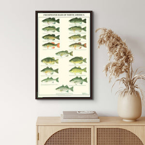 Freshwater bass poster and identification chart