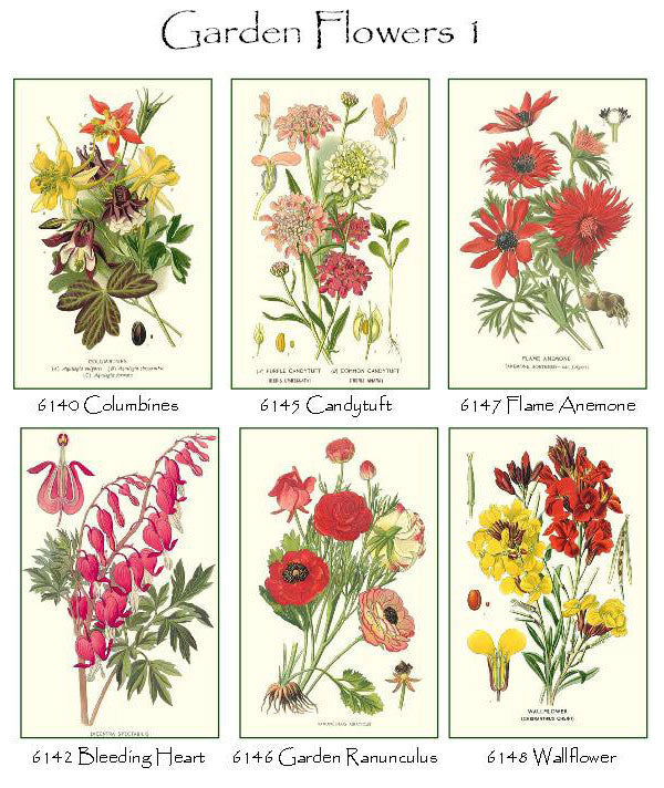 Garden Flower Notecards