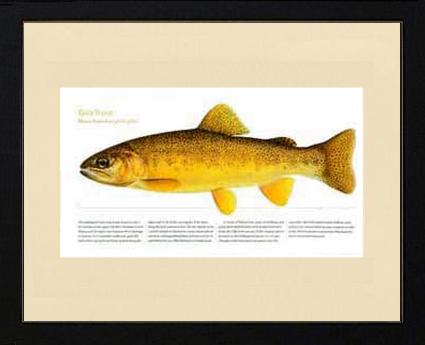 Gila Trout | Matted Tomelleri Trout Fish Print