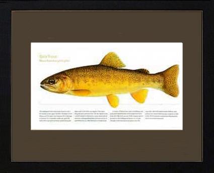 Gila Trout | Matted Tomelleri Trout Fish Print