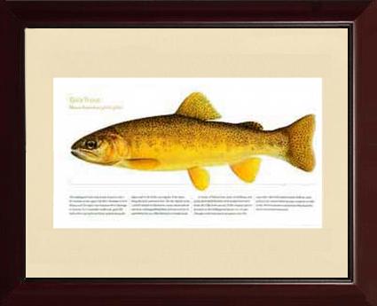 Gila Trout | Matted Tomelleri Trout Fish Print