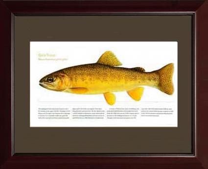 Gila Trout | Matted Tomelleri Trout Fish Print