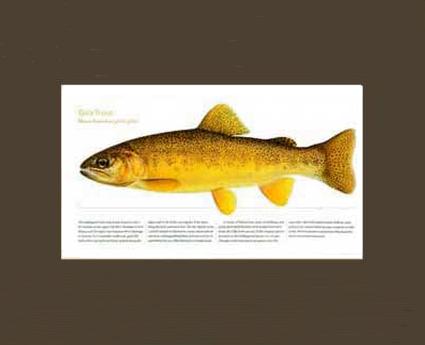 Gila Trout | Matted Tomelleri Trout Fish Print