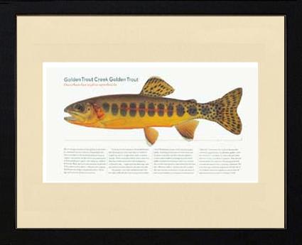 Golden Creek Trout | Matted Tomelleri Trout Fish Print
