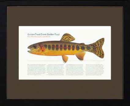 Golden Creek Trout | Matted Tomelleri Trout Fish Print