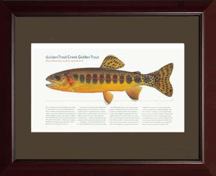 Golden Creek Trout | Matted Tomelleri Trout Fish Print