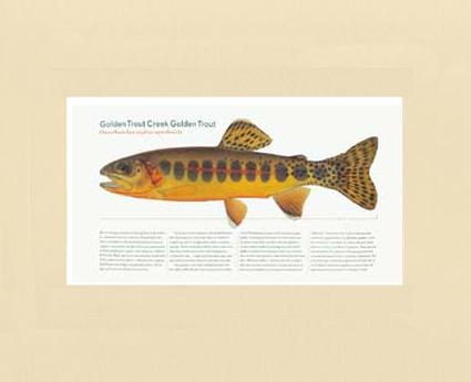 Golden Creek Trout