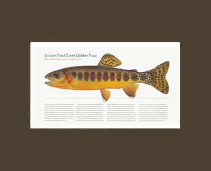 Golden Creek Trout | Matted Tomelleri Trout Fish Print