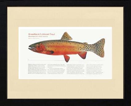 Greenback Cutthroat Trout | Matted Tomelleri Trout Fish Print