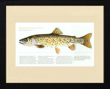 Humboldt Cutthroat | Matted Tomelleri Trout Fish Print
