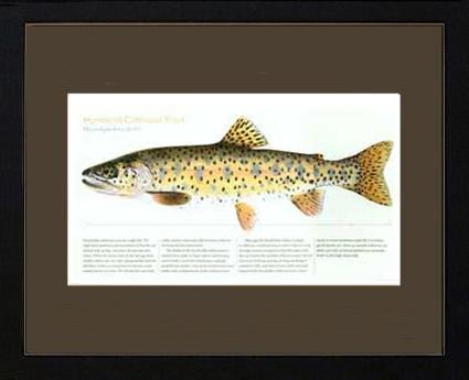 Humboldt Cutthroat | Matted Tomelleri Trout Fish Print