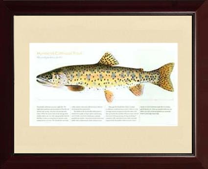 Humboldt Cutthroat | Matted Tomelleri Trout Fish Print