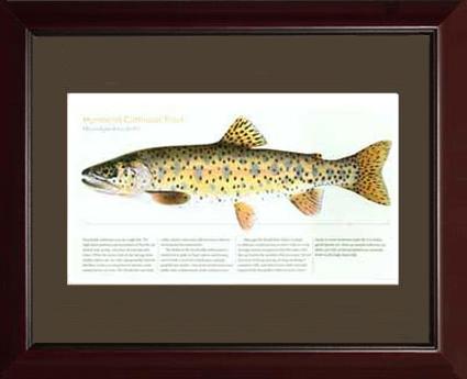 Humboldt Cutthroat | Matted Tomelleri Trout Fish Print