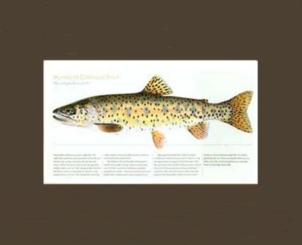 Humboldt Cutthroat | Matted Tomelleri Trout Fish Print