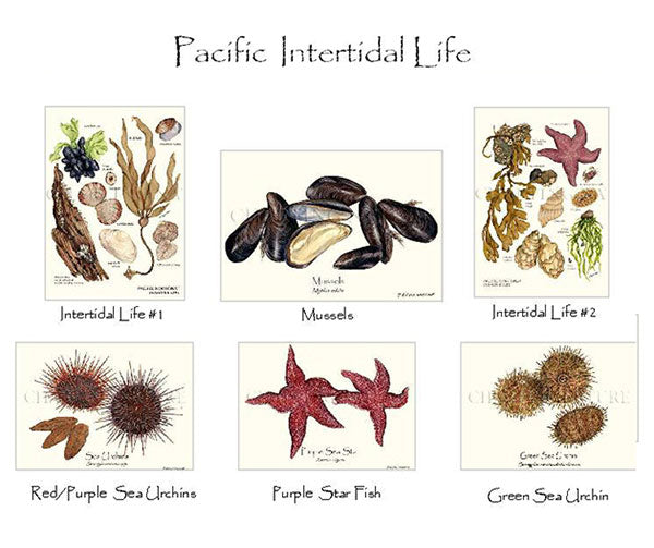 Pacific Intertidal Life | Shellfish Note Card Set