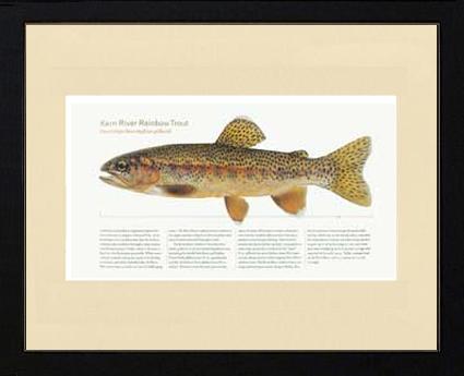 Kern River Rainbow Trout | Matted Tomelleri Trout Fish Print